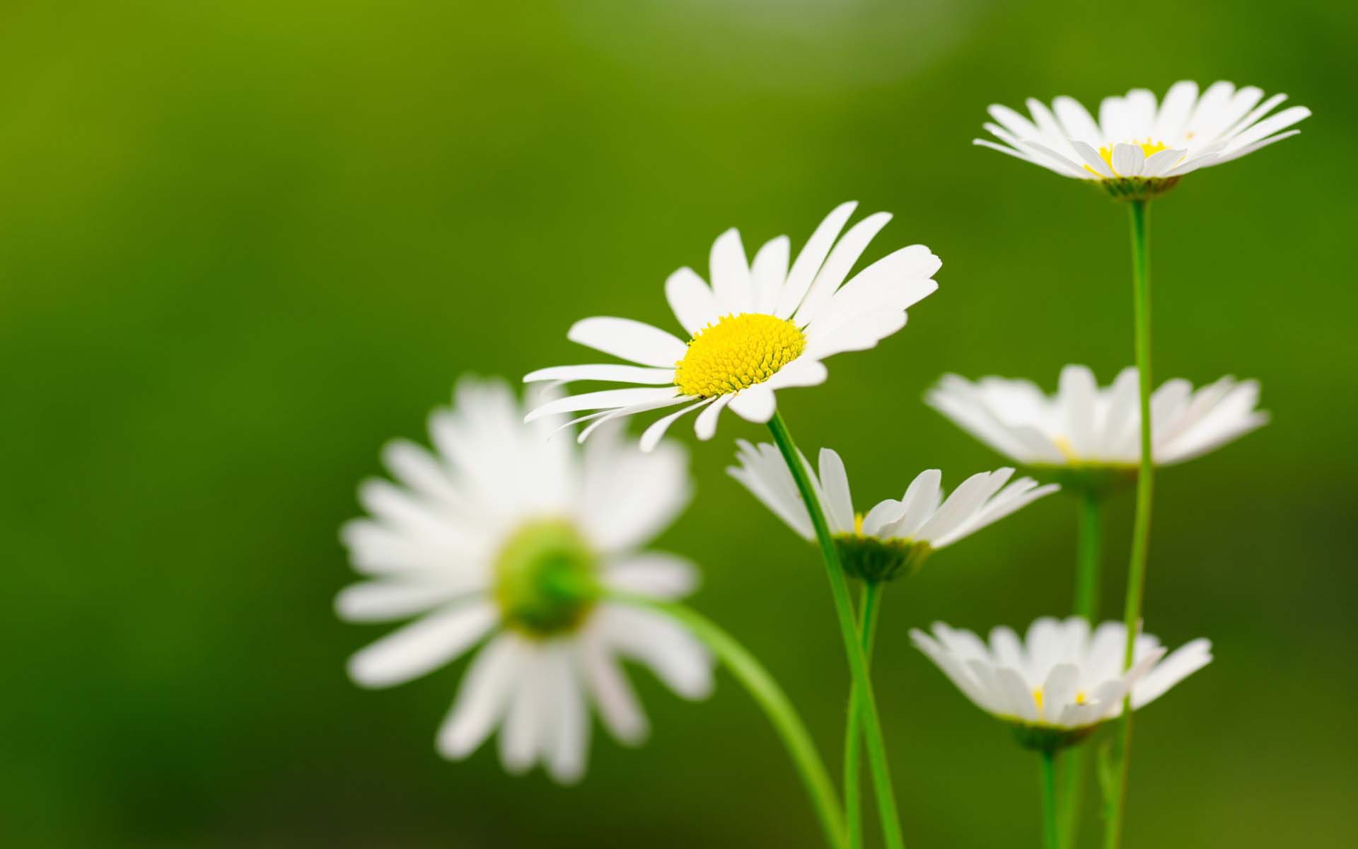 Hoa cúc là biểu tượng của sự trong sáng và sự trẻ trung. Hãy cùng chiêm ngưỡng hình ảnh những cánh hoa cúc tinh khôi và đầy năng lượng. Làm mới không gian sống của bạn ngay hôm nay với một bức ảnh tuyệt đẹp về hoa cúc.