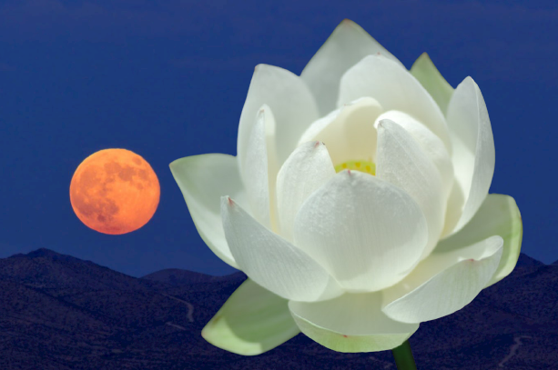 Hoa sen trắng đẹp là biểu tượng nổi tiếng của Việt Nam. Chúng tượng trưng cho tính trong sáng, tốt đẹp và trường tồn. Hãy chiêm ngưỡng những bông sen trắng tuyệt đẹp để cảm nhận được sự thanh tao và duyên dáng của hoa sen.