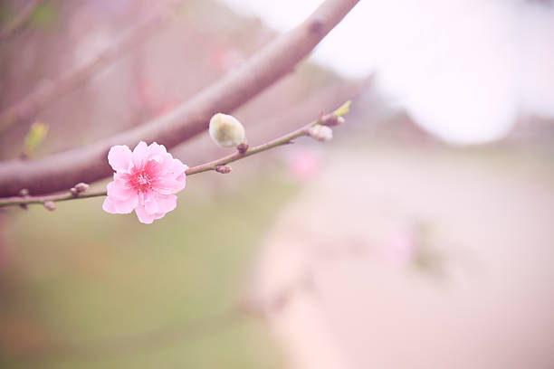 Pink cherry blossom (Wild Himalayan Cherry) look for a retro vintage style