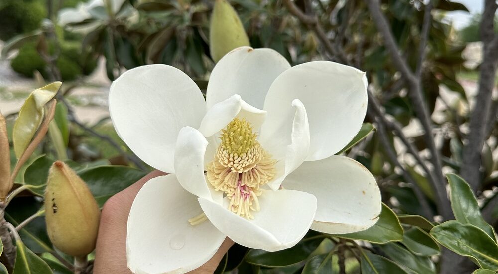 Hoa nở tháng Tư nơi sân chùa