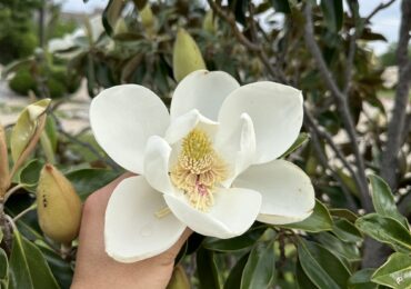 Chiều xuống nơi sân chùa