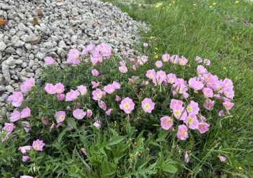 Hoa nở tháng Tư nơi sân chùa